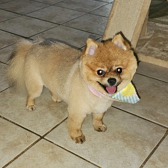 Whiskey Accepts Offers! - Picture 7 of 8